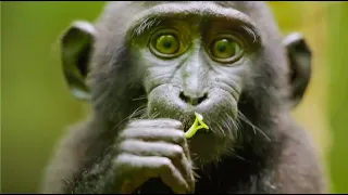 Best Monkey Moments BBC Earth