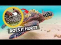 Should barnacles be removed from turtles
