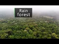 Jungle rain sounds - Thunderstorm in the Congo basin rainforest