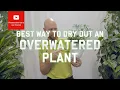 Download Lagu Best way to dry out an overwatered plant!