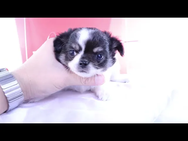 動画