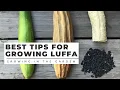 HOW to PLANT and GROW LUFFA LOOFAH plus WHEN to HARVEST and HOW to PEEL