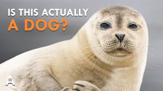 Everything We Got Wrong About Dogs