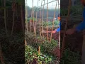Download Lagu trik petani desa memangkas batang singkong #shorts #shortsvideo