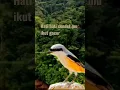 Download Lagu suara burung shrike ekor panjang