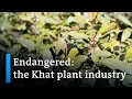 Download Lagu Ugandan court revokes ban on stimulant plant 'Khat' | DW News