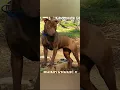 Old Family Red KENNELS