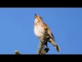 Download Lagu One Hour Relaxing Birdsong: Song Thrush 4K