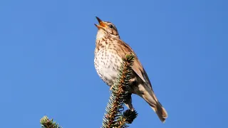 One Hour Relaxing Birdsong Song Thrush 4K  One Hour Relaxing Birdsong Song Thrush 4K