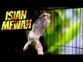Download Lagu PALING DICARI! MASTERAN KENARI ISIAN BLACKTHROAT GACOR CENGKOK BIKIN CEPET GACOR KENARI PAUD