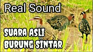 Download Suara Asli Burung Sintar Sawah‼️Mp3 suara sintar MP3