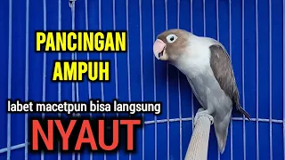 Download SUARA BURUNG LOVEBIRD GACOR Ngekek, PANCINGAN LOVEBIRD AMPUH, LOVEBIRD MACETPUN BISA LANGSUNG NYAUT MP3