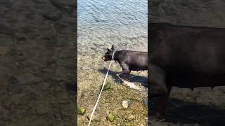A little cool down for V.. #fyp #dream #youtube #doberman #pets