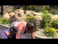 Download Lagu Five Minute Yoga For EVERY Body: 25 Minutes Stretch and Strength Gentle