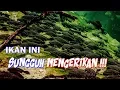 Lagu Invasi Ikan Sapu-Sapu (Pleco) Sangat Berbahaya Bagi Lingkungan