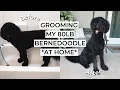 GROOMING MY 80LB BERNEDOODLE AT HOME How I Do It Products I Use