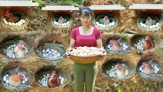 TIMELAPSE Build Many Nest For Hens To Lay Egg Harvest Chicken Eggs Ducks Eggs Go To Sell 