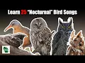 Download Lagu Learn 25 Nocturnal Bird Songs and Calls (United States)