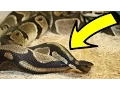 Everything You Wanted To Know Or Didn t About Ball Python Snake Mating SnakeBytesTV
