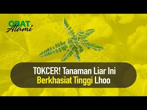 WOW! Daun Meniran Bisa Cegah Kencing Batu , Simak Yuk Videonya!