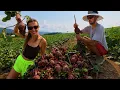 ABSOLUTE GIANT BEET HARVEST
