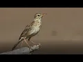 Download Lagu Happy Paddyfield Pipit Call | Anthus rufulus