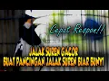 Download Lagu JALAK SUREN UNTUK PANCINGAN AGAR BONGKAR ISIAN #jalaksurengacor
