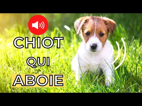 Download MP3 ABOIEMENT du CHIOT (ADORABLE)🐶 Aboiement de Chien