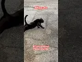 Download Lagu Alleycat cam pt2 #love #cat #cute #shorts #viralvideo #shortvideo #short #funny #animals #cats #god