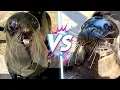 Seal vs Sea Lion Who is Cuter and What is the Difference