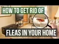 Download Lagu How to Get Rid of Fleas in Your Home (3 Easy Steps)