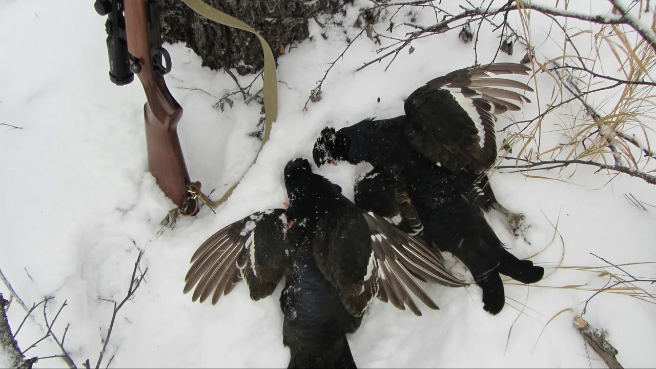 тетерев косач на лунках. охота на тетерева зимой. зимняя охота на боровую дичь. охота на тетерева тетерев. тетерев-косач на березе.
