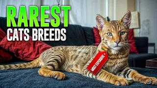 Download Here are the World's Rarest and Most Expensive Cat Breeds !! MP3