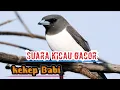 Download Lagu Masteran suara kicau Kekep Babi. Suara jernih/gacor