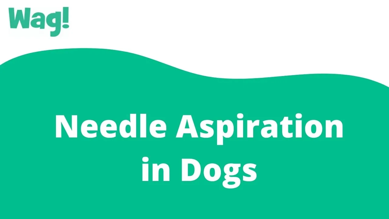 How Long Does It Take For Fine Needle Aspiration In Dogs A Timely Guide