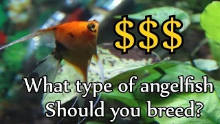 Download What type of angelfish should you breed for profit MP3