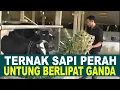 Download Lagu Cara Ternak Sapi Perah bagi Pemula Untung Melimpah