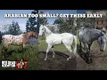 RDR2 - Early Game Horses