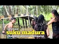 Lagu Melihat aktifitas warga madura dikampung pedalaman kalimantan