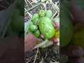 NAKA UNAG HARVESTπ
#fyp #viral #trending
