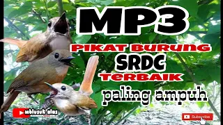 suara pikat burung srdc yang susah turun ke jebakan