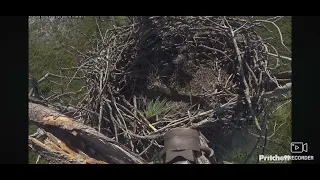 SWFL Bald Eagles 10 15 2025 09 43 