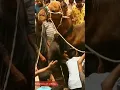 Download Lagu Sembelih Unta Besar: Isyarat Unta ini Seakan Tahu akan Disembelih