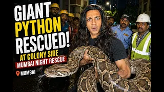 Barish aayi toh Mumbai ki sadkon par PYTHON ghoomne lagi!! kya safe hai?