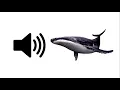 Lagu Whale - Sound Effect | ProSounds
