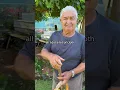 Download Lagu I Used a Tomato Stake to Walk Better