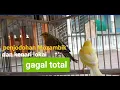 Download Lagu penjodohan silangn kenari Mozambik dengan kenari lokal gagal total