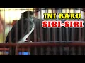 Download Lagu BURUNG SIRI SIRI GACOR | SUPER ISTIMEWAH