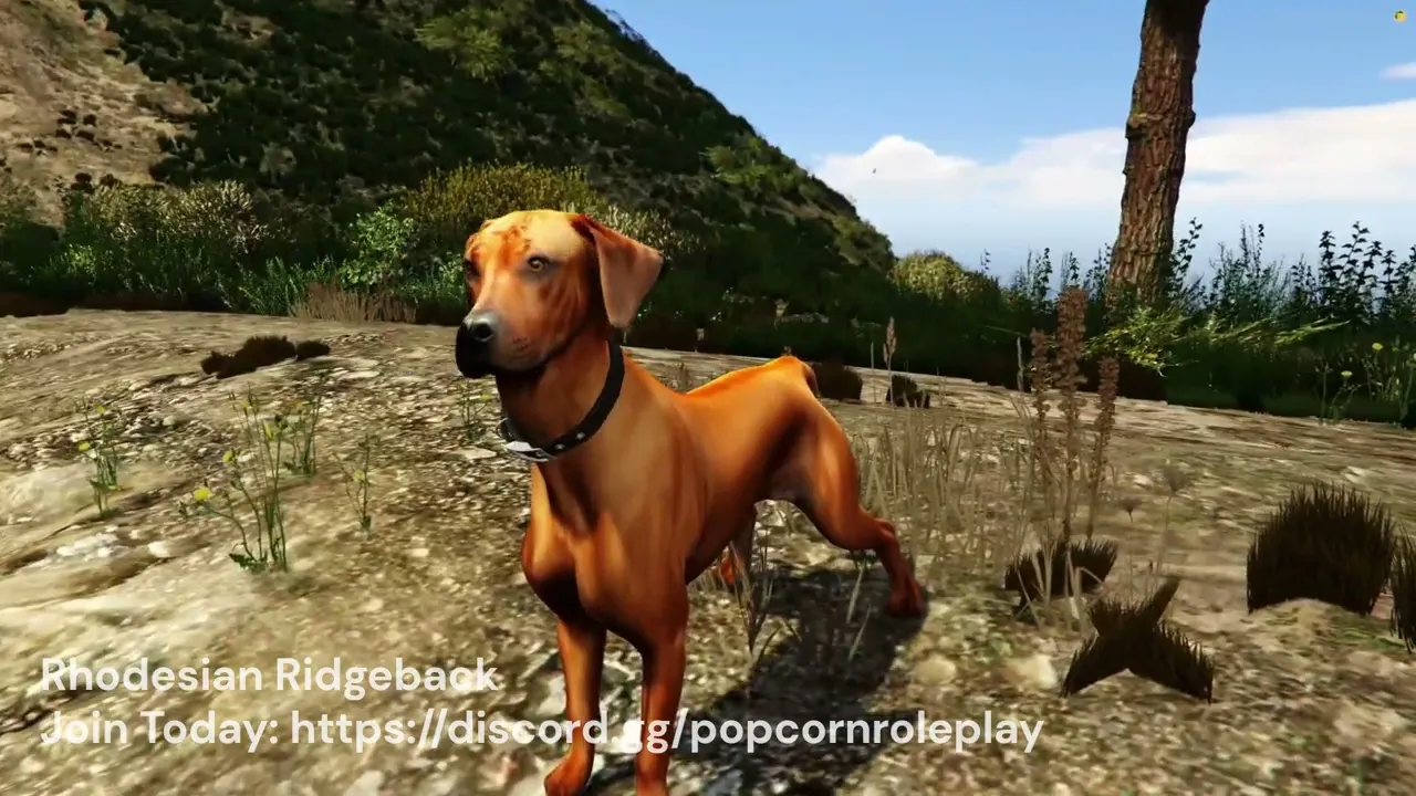 Rhodesian Ridgeback