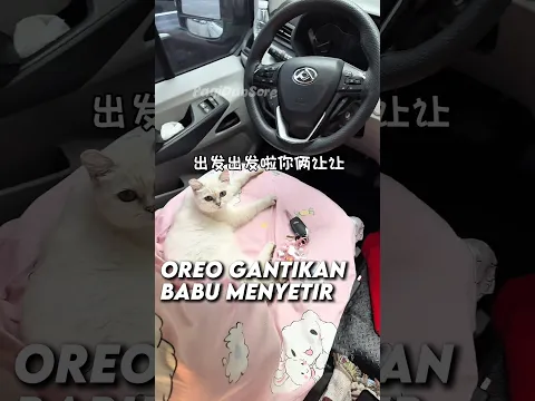 Babu piknik bersama oreo #shorts #kucing